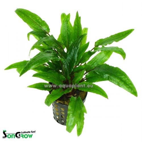 Cryptocoryne green crisped leaf (feuille gauffrée) en pot